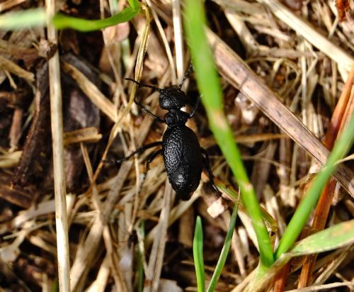 Meloe rugosus